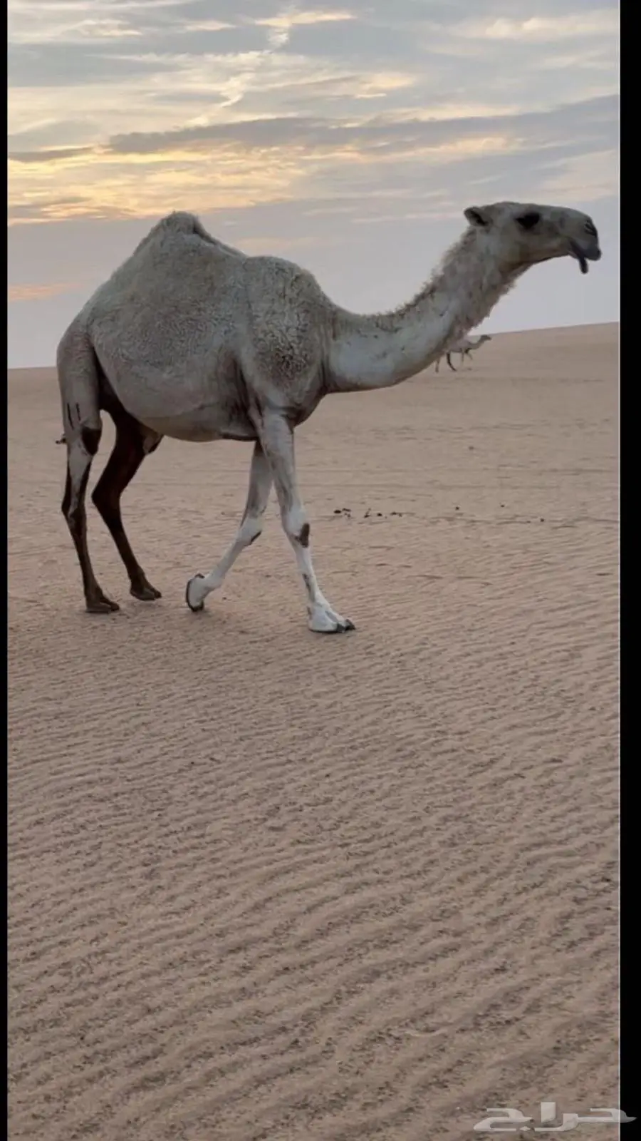من عين الثنيه الوضحاء وسمها المطارق على شكل رقم 11 0