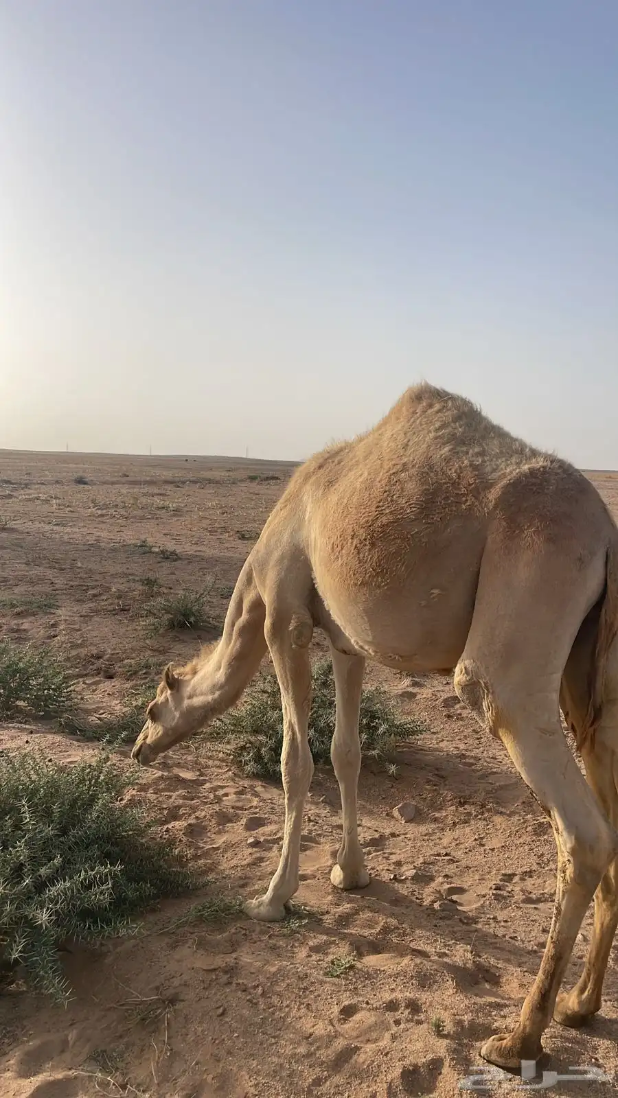 قعود 0