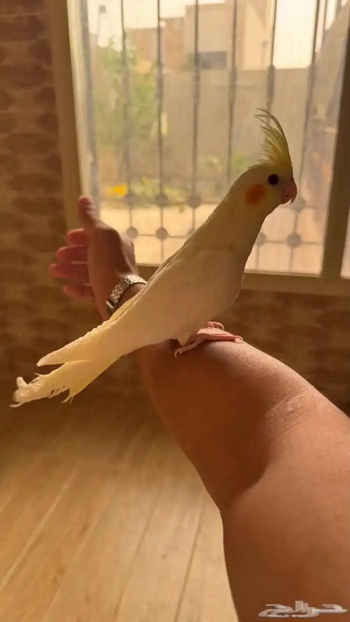 فرخ كروان لاتينو 0