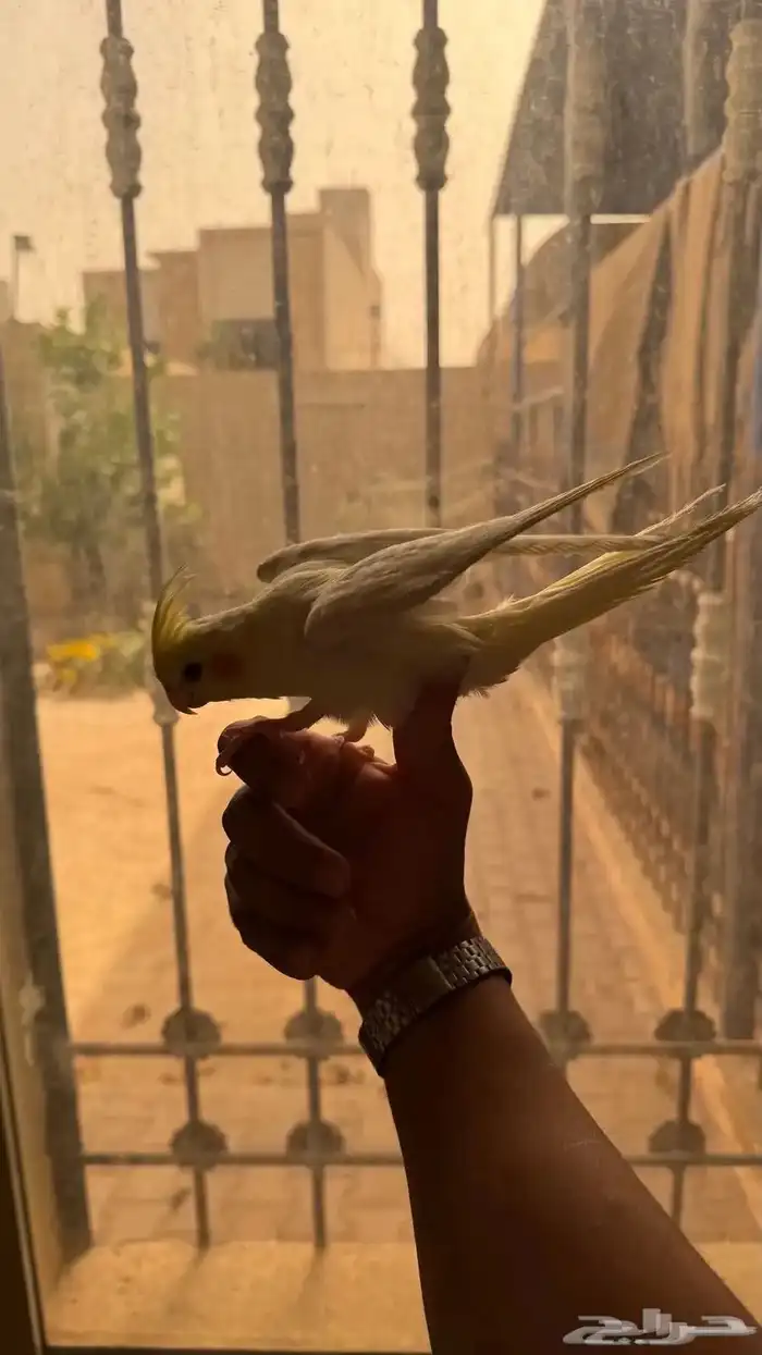 فرخ كروان لاتينو 2