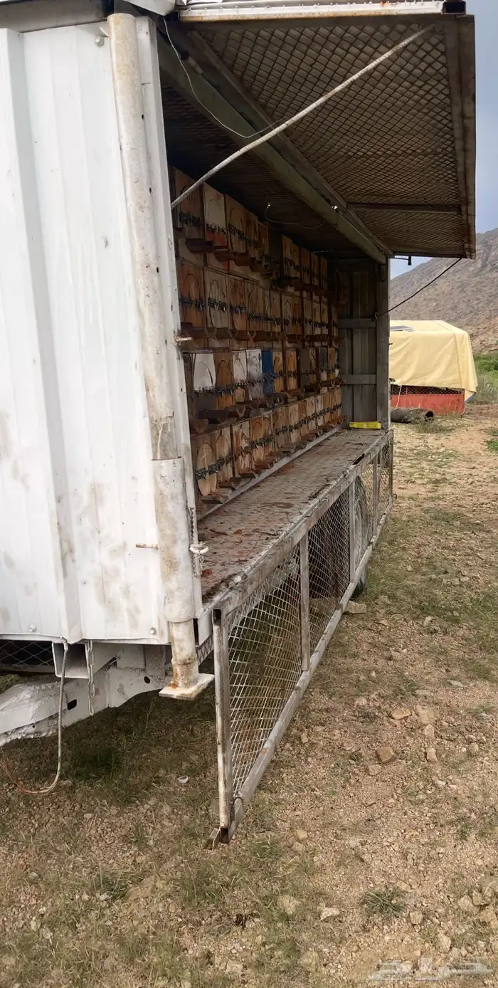 عسل جبلي جديد صافي من منحلي شخصيا 38