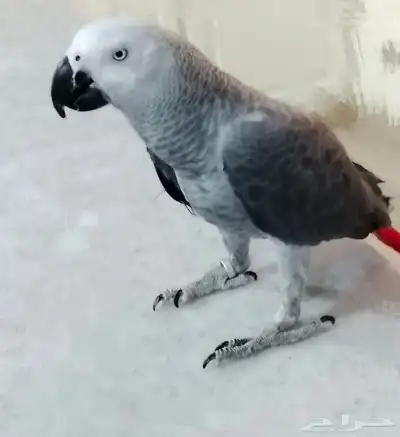كاسكو للبيع 0