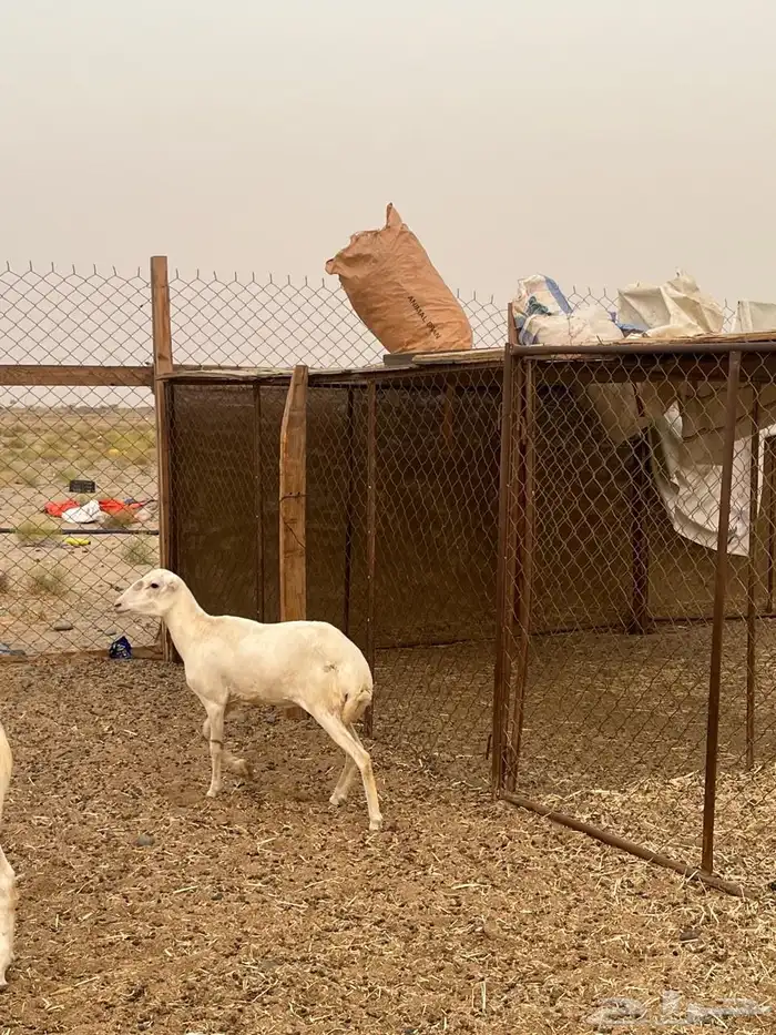 رخل رفيديه ضحيه تم البيع 1