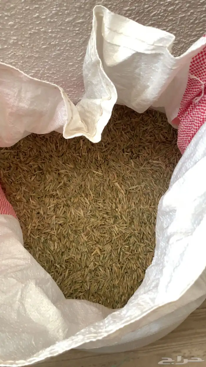 سوقية 3