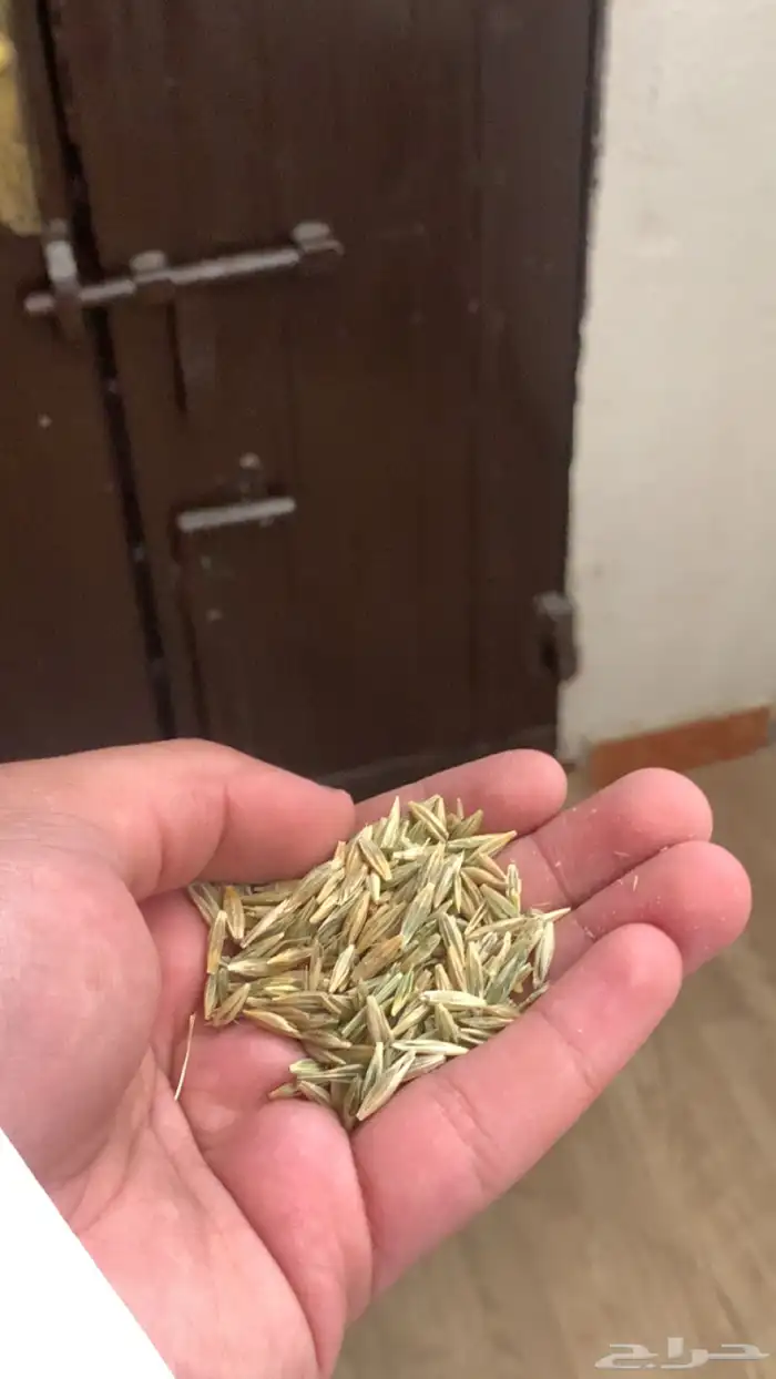 سوقية 1