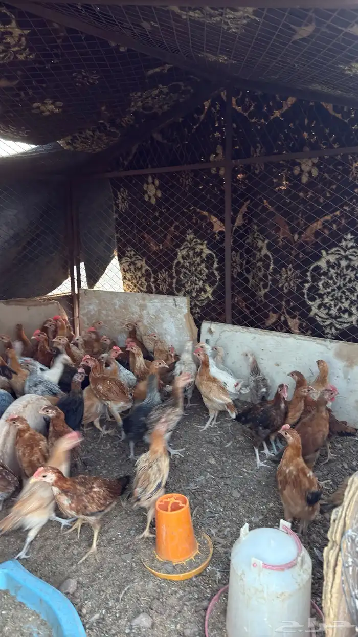 دجاج للبيع العمر شهرين ونص العدد95 4