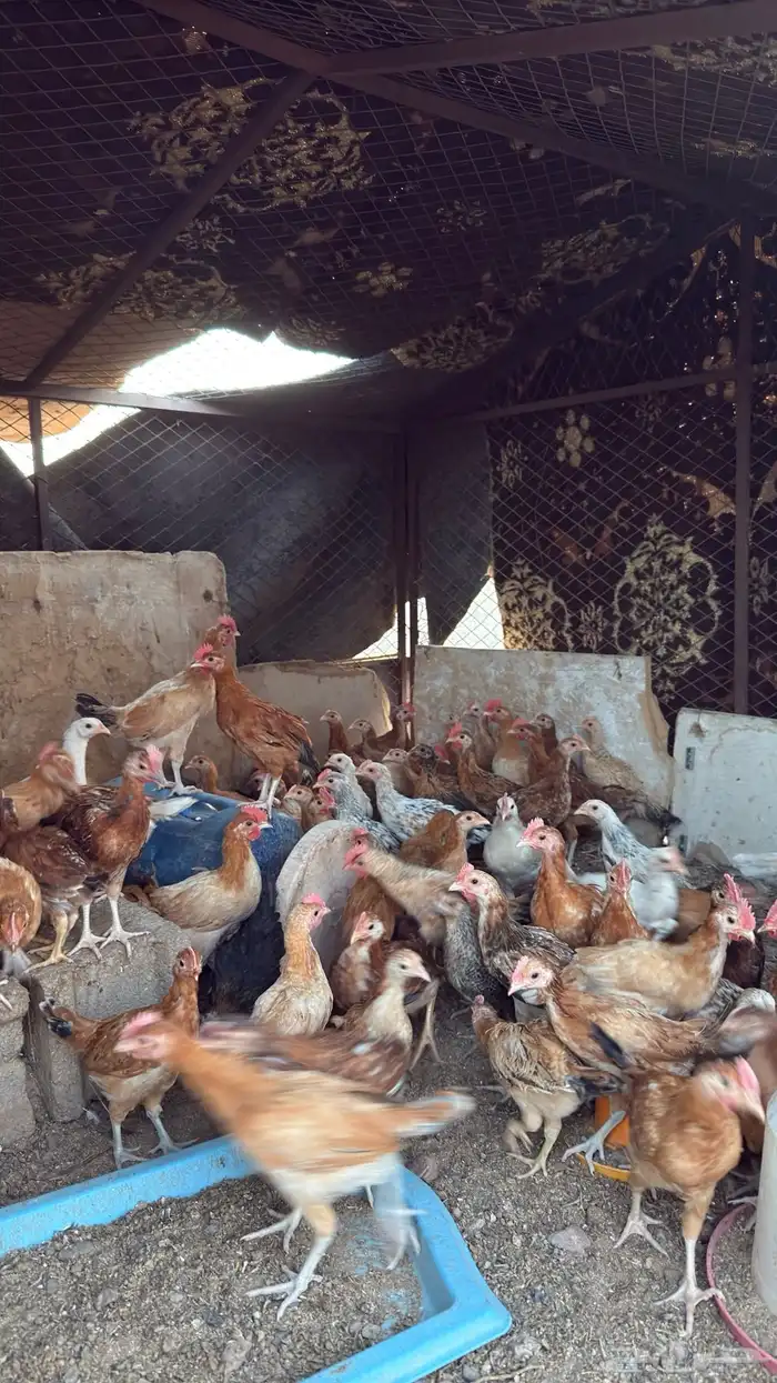 دجاج للبيع العمر شهرين ونص العدد95 2