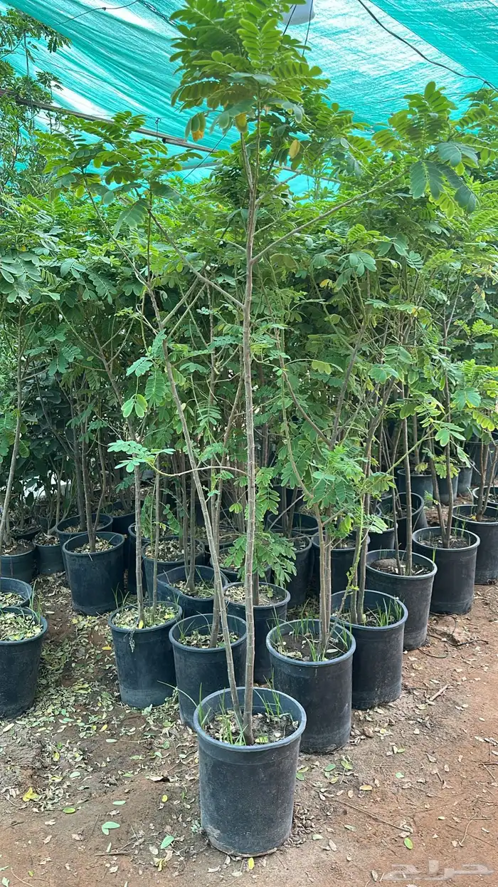 اشجار زينة .أشجار ظل . بنسيانا . لسان العصفور .أكاسيا .لبخ 4