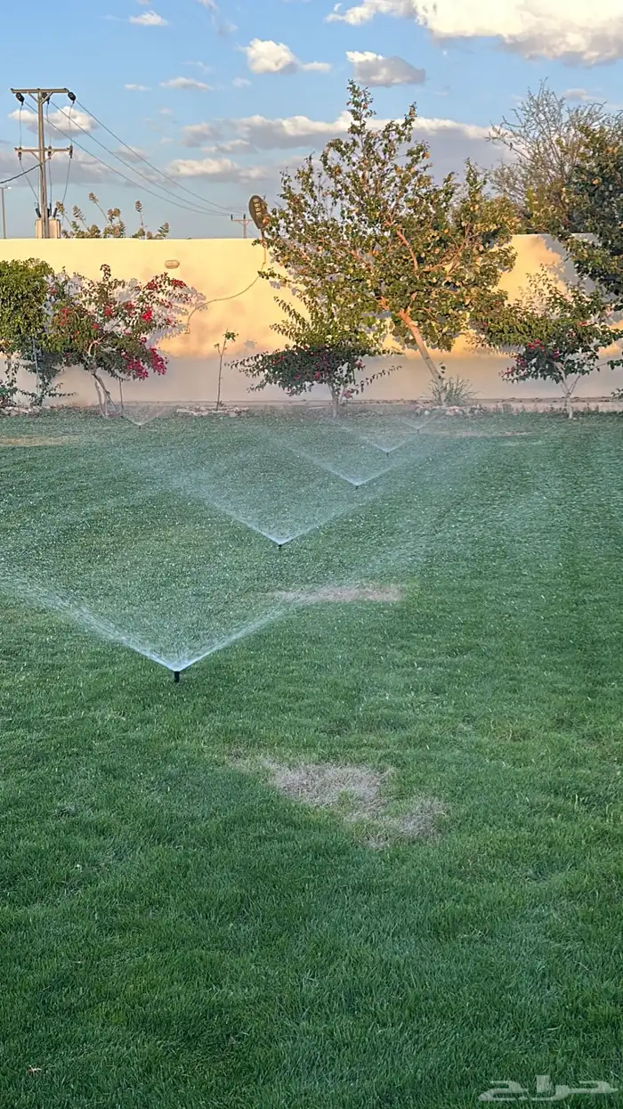 عشب طبيعي أمريكي C2000 مقاوم للملوحة 5