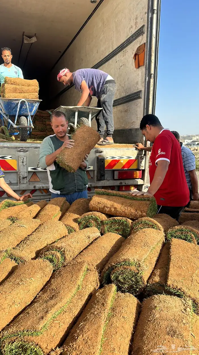 عشب طبيعي أمريكي C2000 مقاوم للملوحة 16