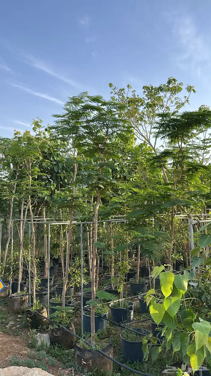 اشجار زينة .أشجار ظل . بنسيانا . لسان العصفور .أكاسيا .لبخ 14