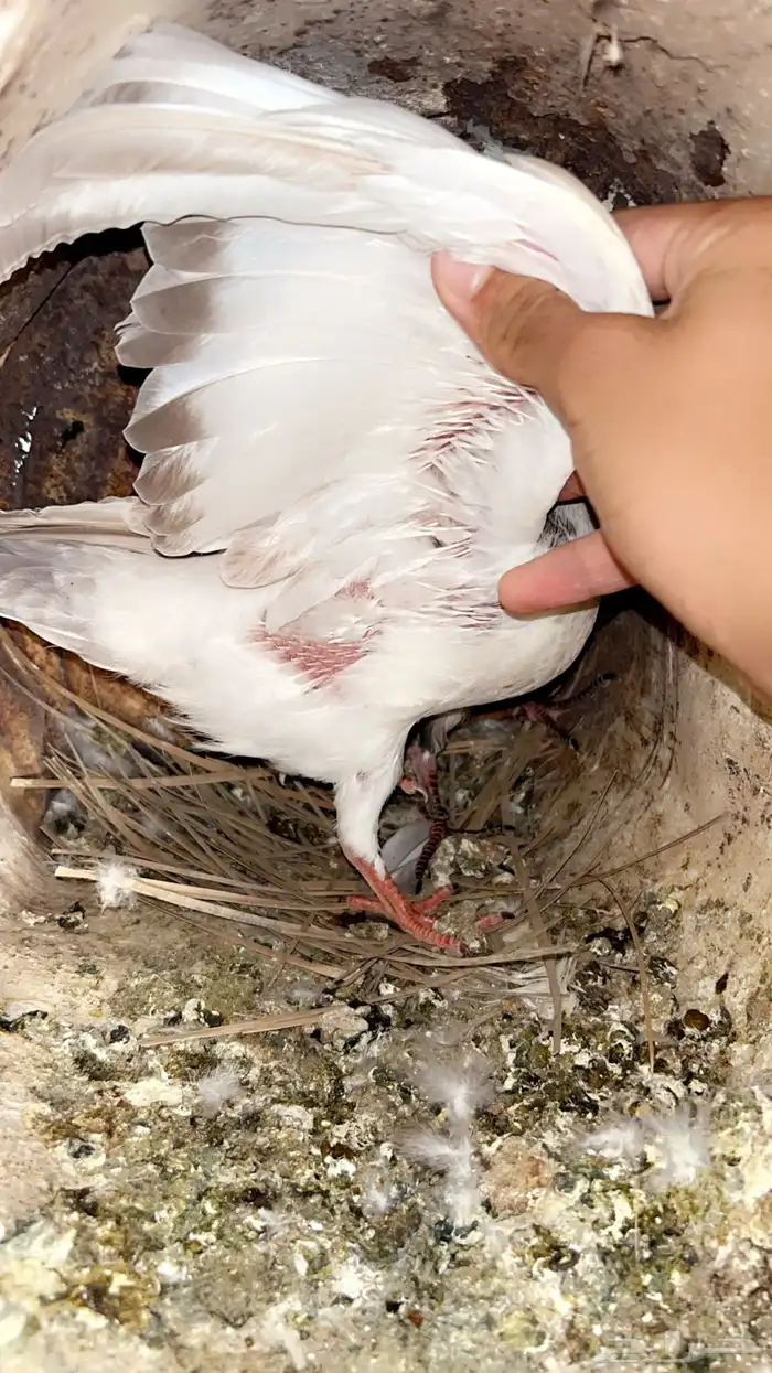 فروخ حمام للبيع فرنسي زاجل سلفر الزوج عل 25 ريال. 4