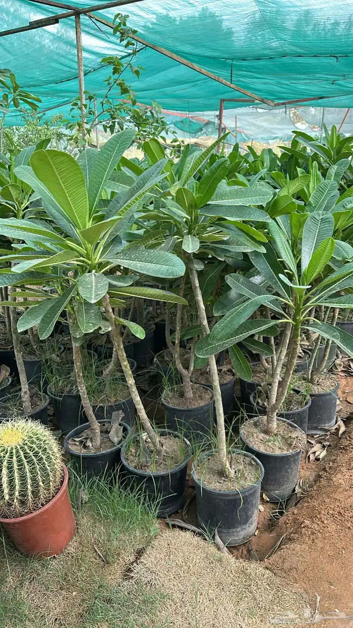 اشجار زينة .أشجار ظل . بنسيانا . لسان العصفور .أكاسيا .لبخ 10