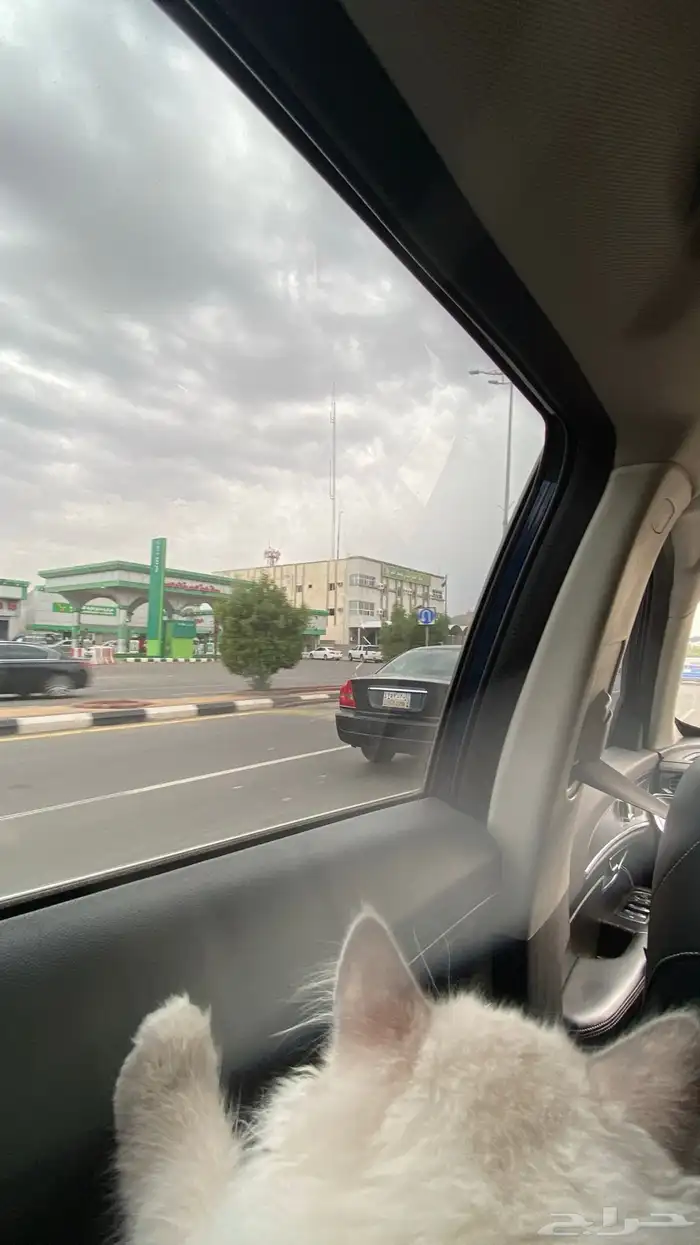 قطوه هيمالايا مون فيس مطعمه معى الكرت التطعيم 3