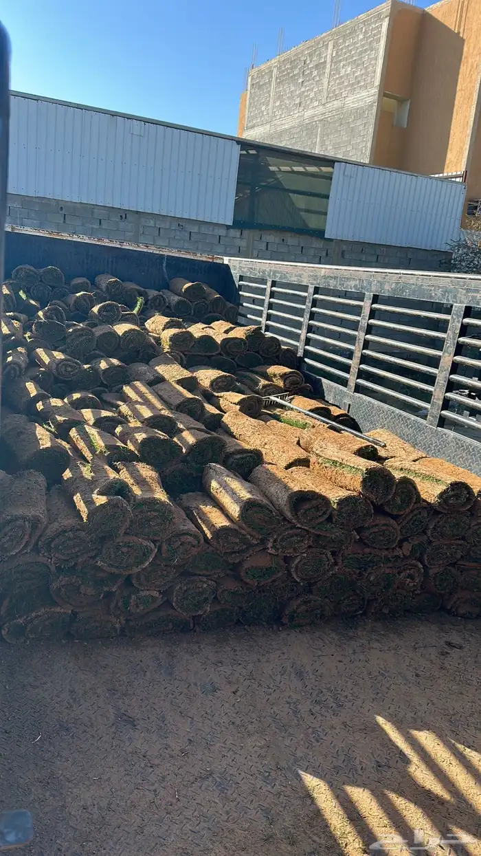 عشب طبيعي أمريكي C2000 مقاوم للملوحة 9