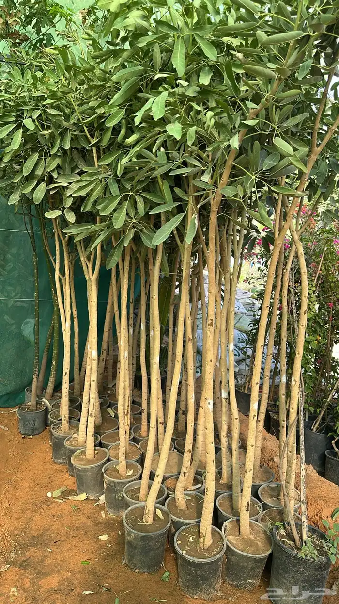 اشجار زينة .أشجار ظل . بنسيانا . لسان العصفور .أكاسيا .لبخ 11