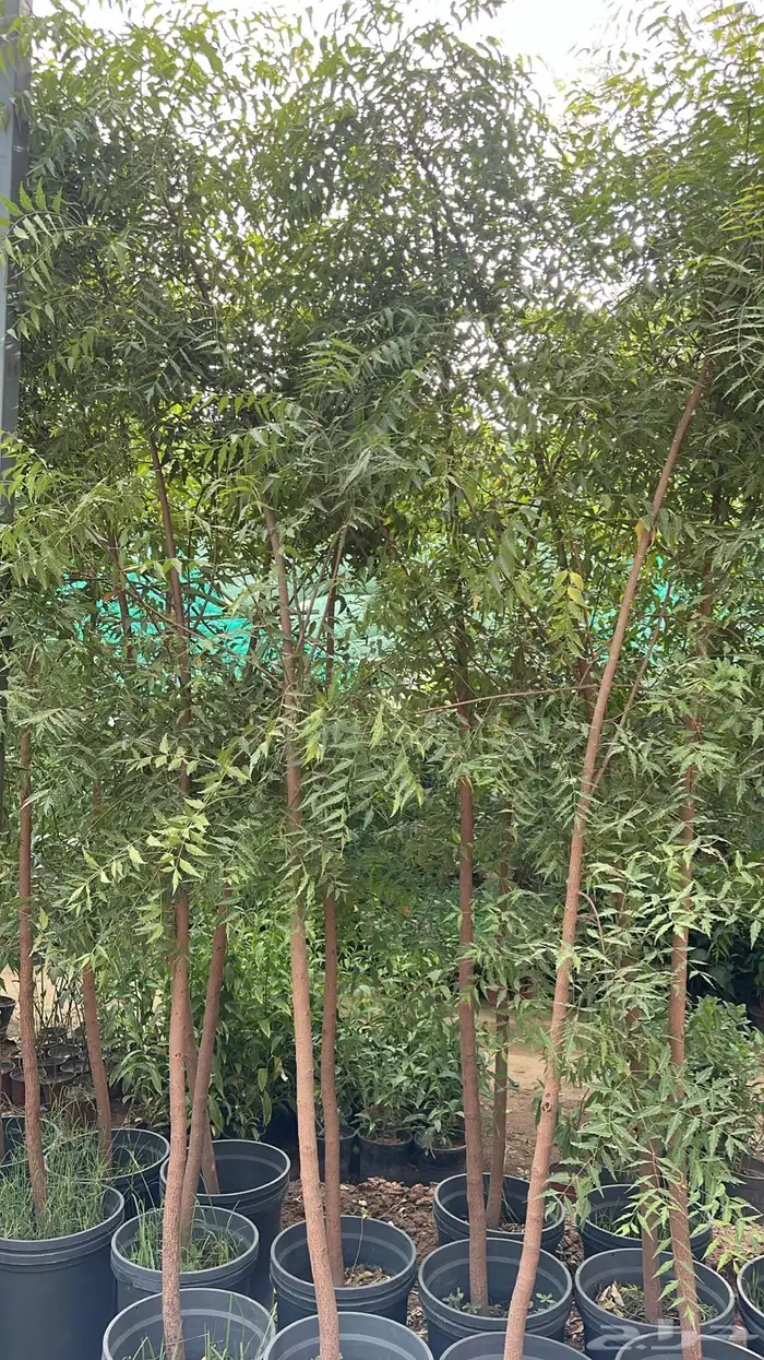 اشجار زينة .أشجار ظل . بنسيانا . لسان العصفور .أكاسيا .لبخ 7