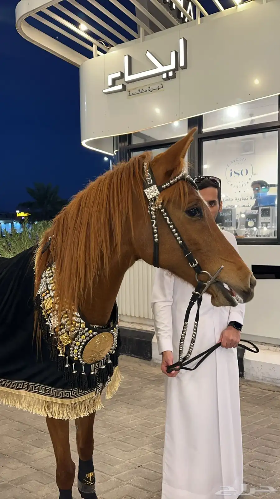 فرس شعبية 0