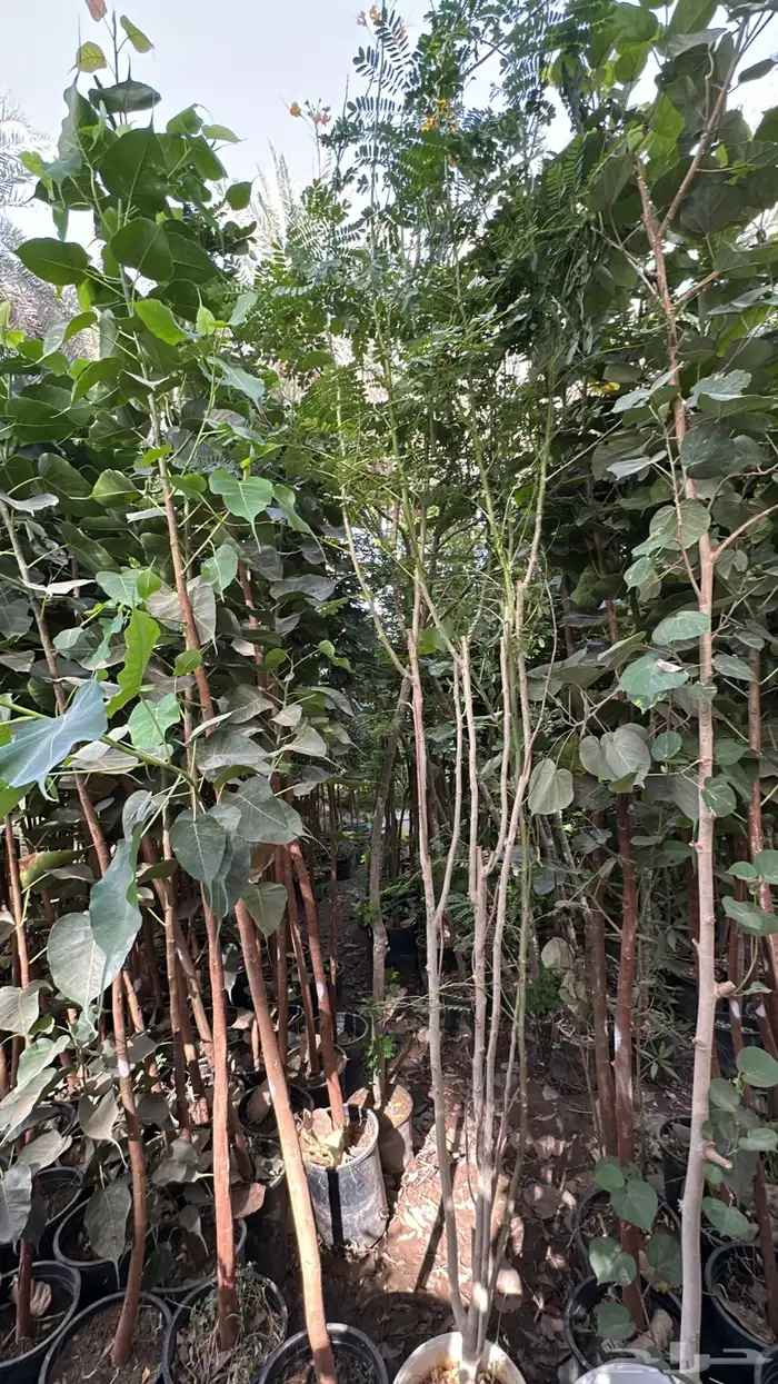 اشجار زينة .أشجار ظل . بنسيانا . لسان العصفور .أكاسيا .لبخ 0