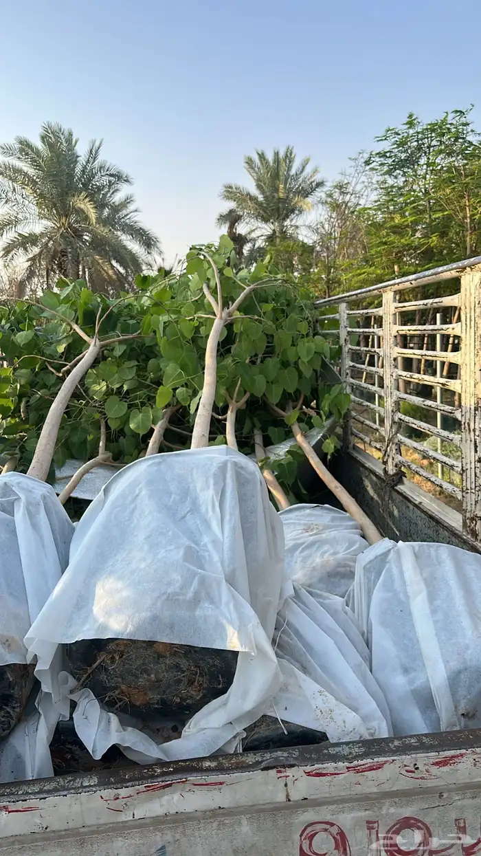 اشجار زينة .أشجار ظل . بنسيانا . لسان العصفور .أكاسيا .لبخ 16