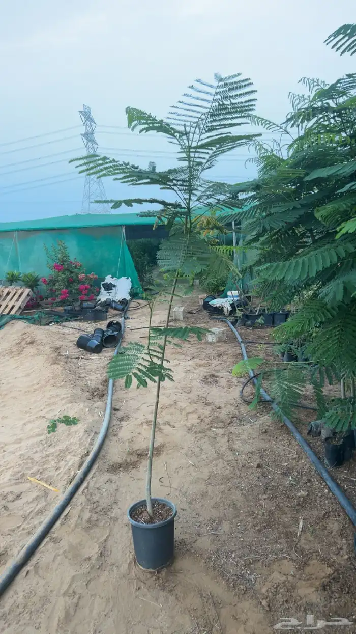 شتلات بونسيانا حمراء 2