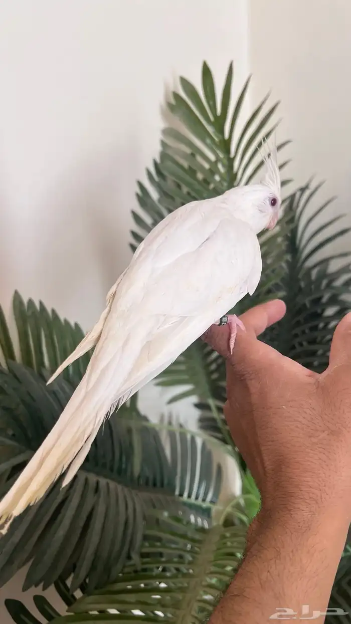 كروان كوكتيل اليف ومفطوم بسعر مغري 3
