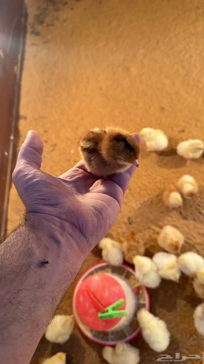 صوص صيصان لوهمن لوهمان براون بيور دم صافي شرط 13