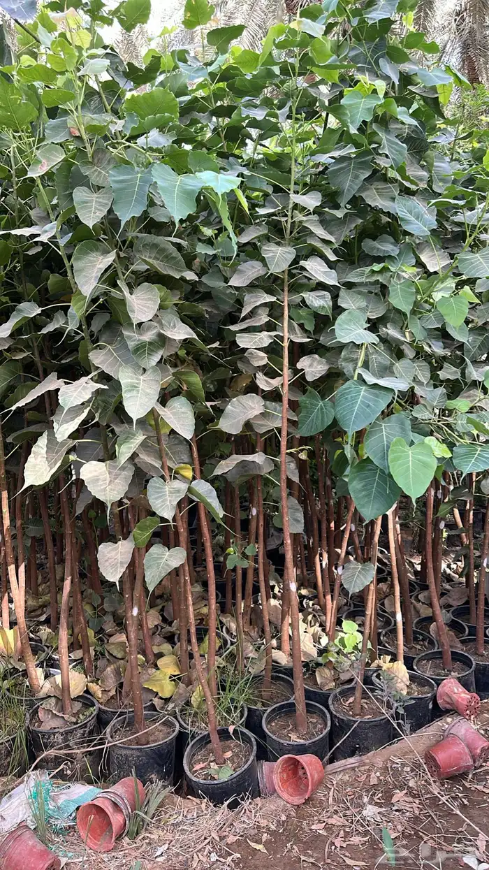 اشجار زينة .أشجار ظل . بنسيانا . لسان العصفور .أكاسيا .لبخ 1