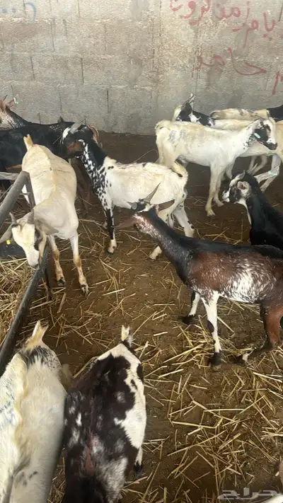 تيوس يمنيه فل الفل 6