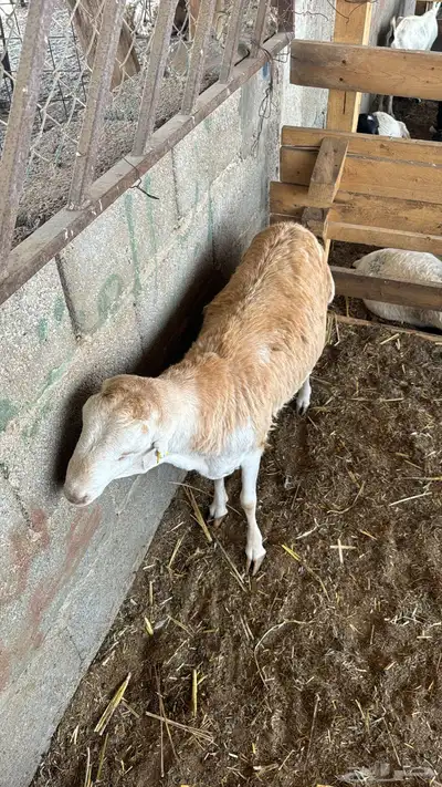 تيوس يمنيه فل الفل 3