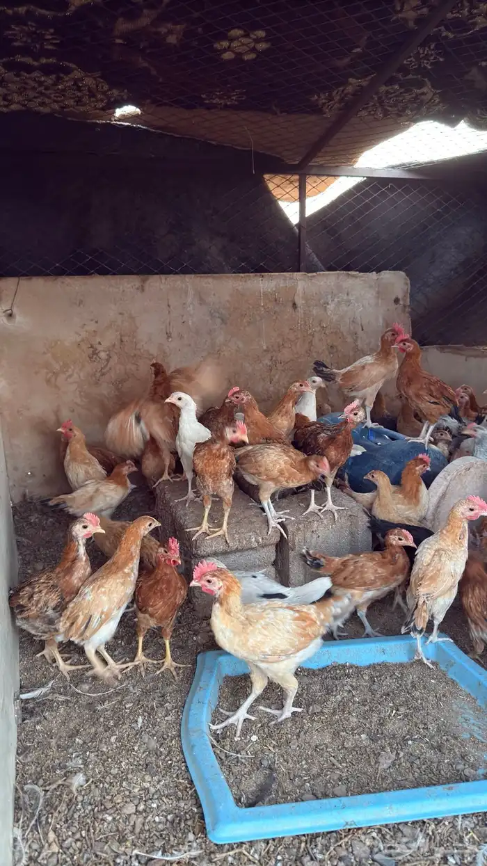 دجاج للبيع العمر شهرين ونص العدد95 0