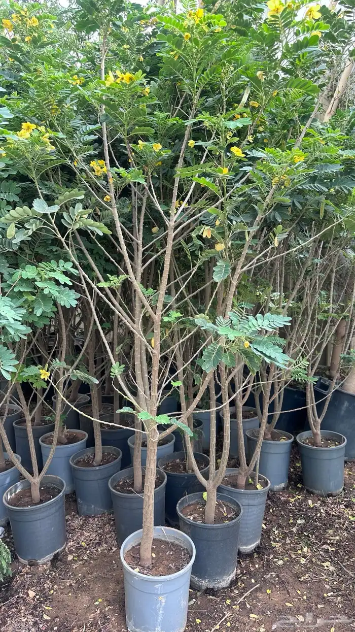 اشجار زينة .أشجار ظل . بنسيانا . لسان العصفور .أكاسيا .لبخ 2