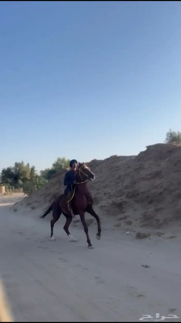 حصان شعبي مكس 2
