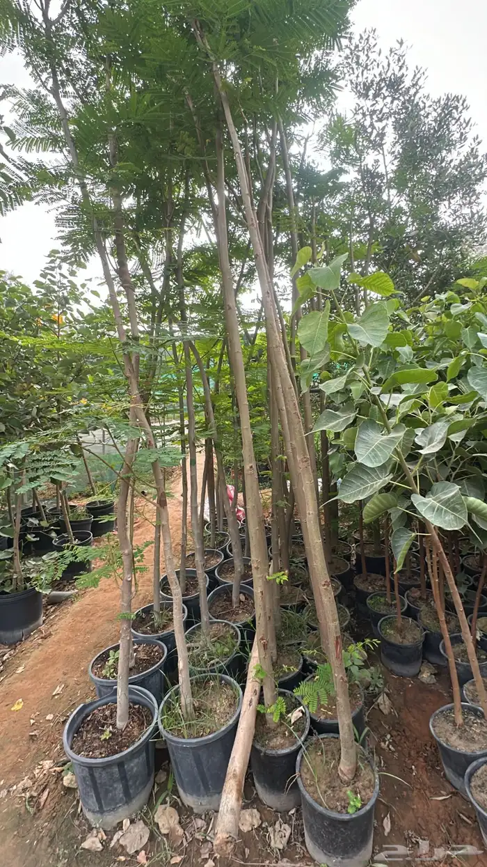 اشجار زينة .أشجار ظل . بنسيانا . لسان العصفور .أكاسيا .لبخ 8