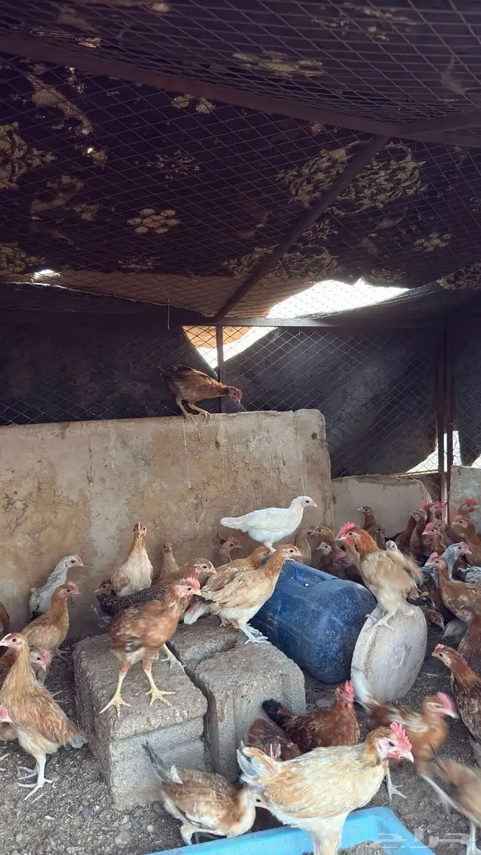 دجاج للبيع العمر شهرين ونص العدد95 3