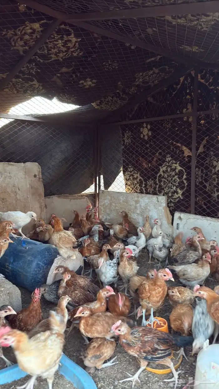 دجاج للبيع العمر شهرين ونص العدد95 1