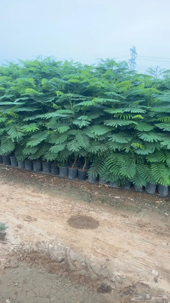 شتلات بونسيانا حمراء 1