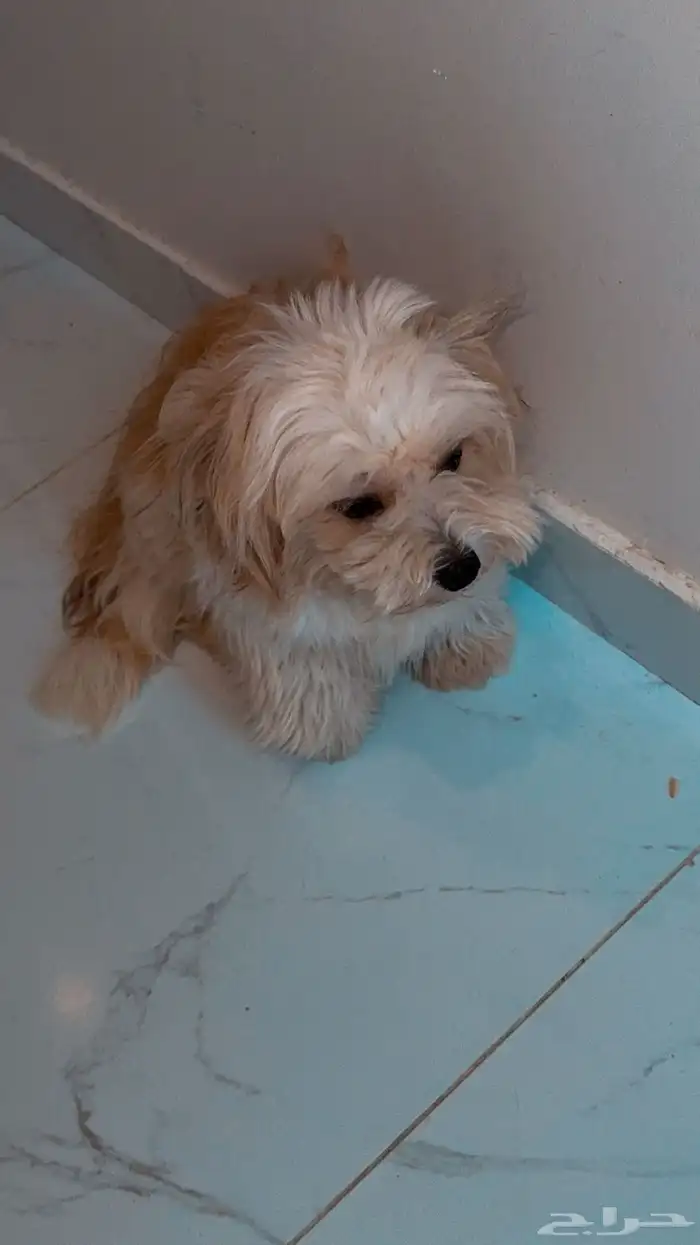 كلب مالتيز 0