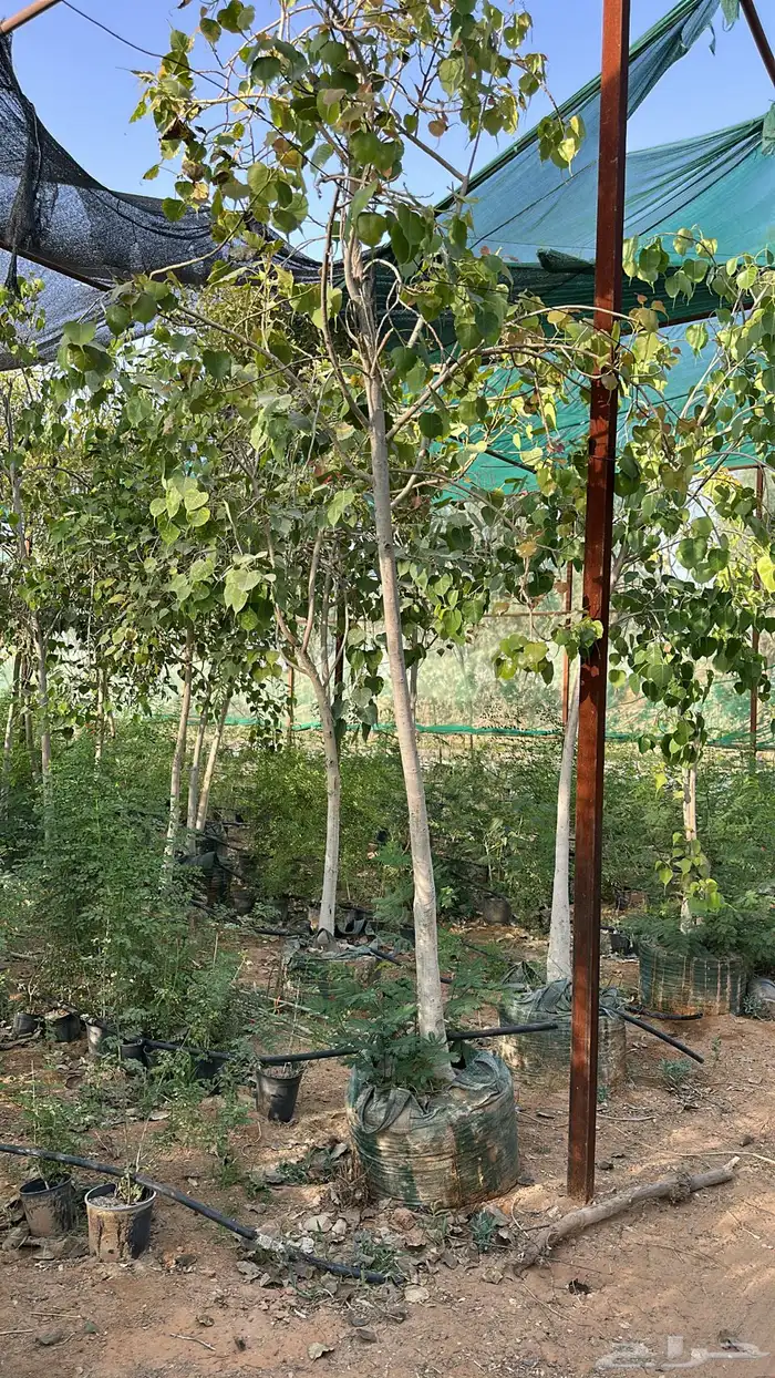 اشجار زينة .أشجار ظل . بنسيانا . لسان العصفور .أكاسيا .لبخ 13