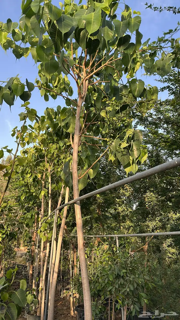 اشجار زينة .أشجار ظل . بنسيانا . لسان العصفور .أكاسيا .لبخ 9