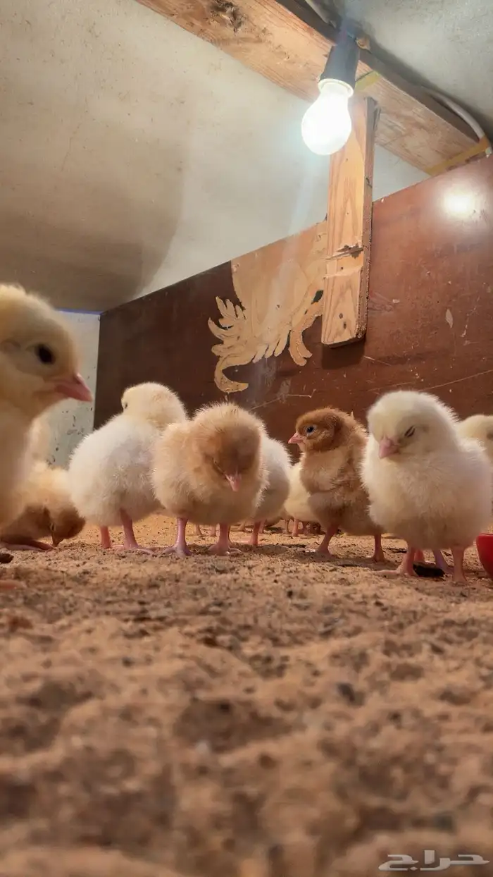 صوص صيصان لوهمن لوهمان براون بيور دم صافي شرط 9