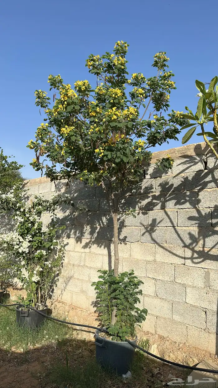 اشجار زينة .أشجار ظل . بنسيانا . لسان العصفور .أكاسيا .لبخ 3