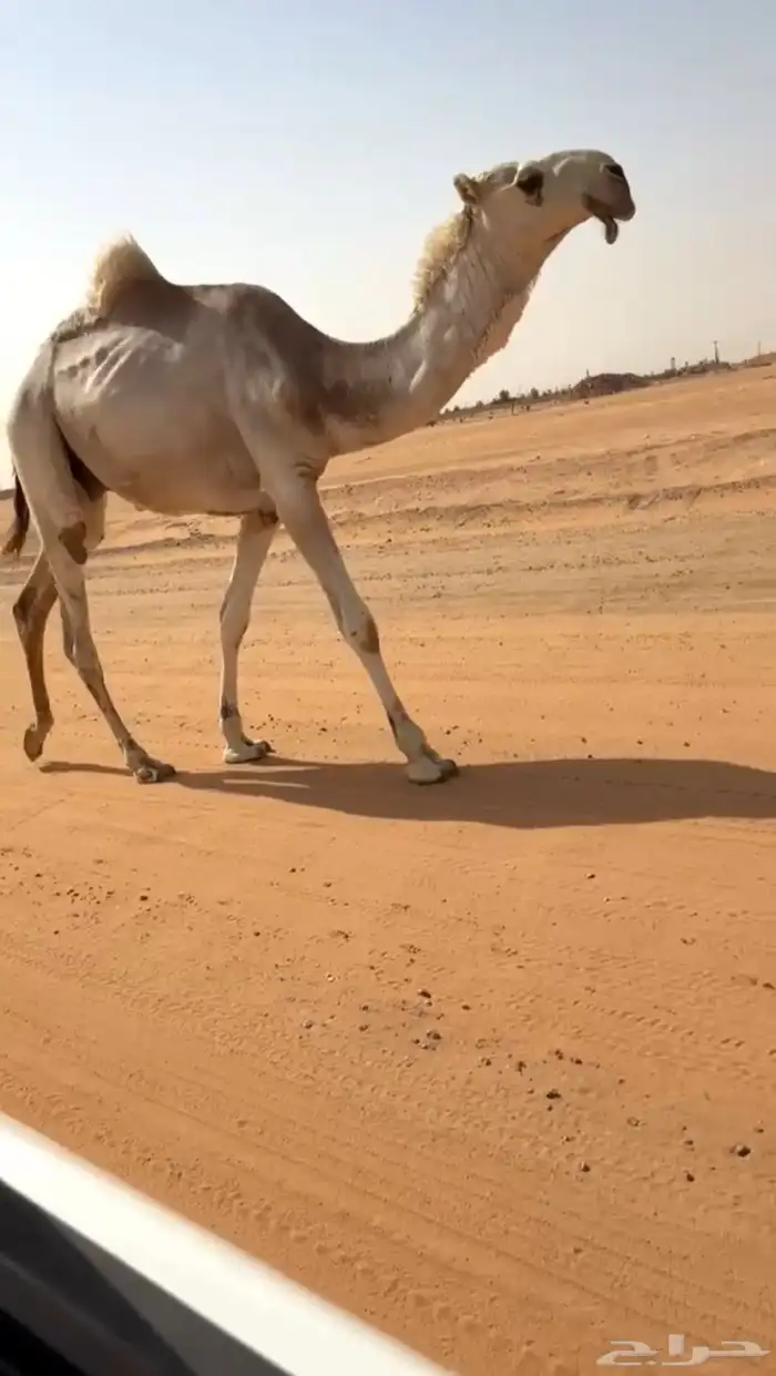 قعود فردي 0