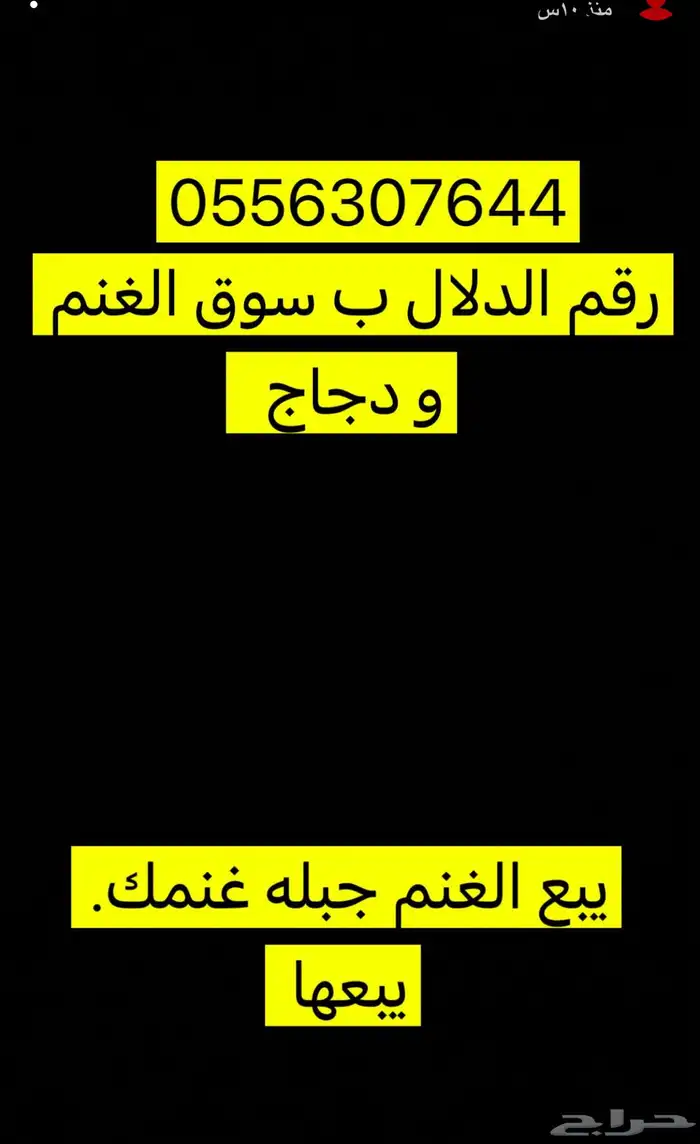 رقم الدلال ب سوق الغنم يبع الغنم كله 0