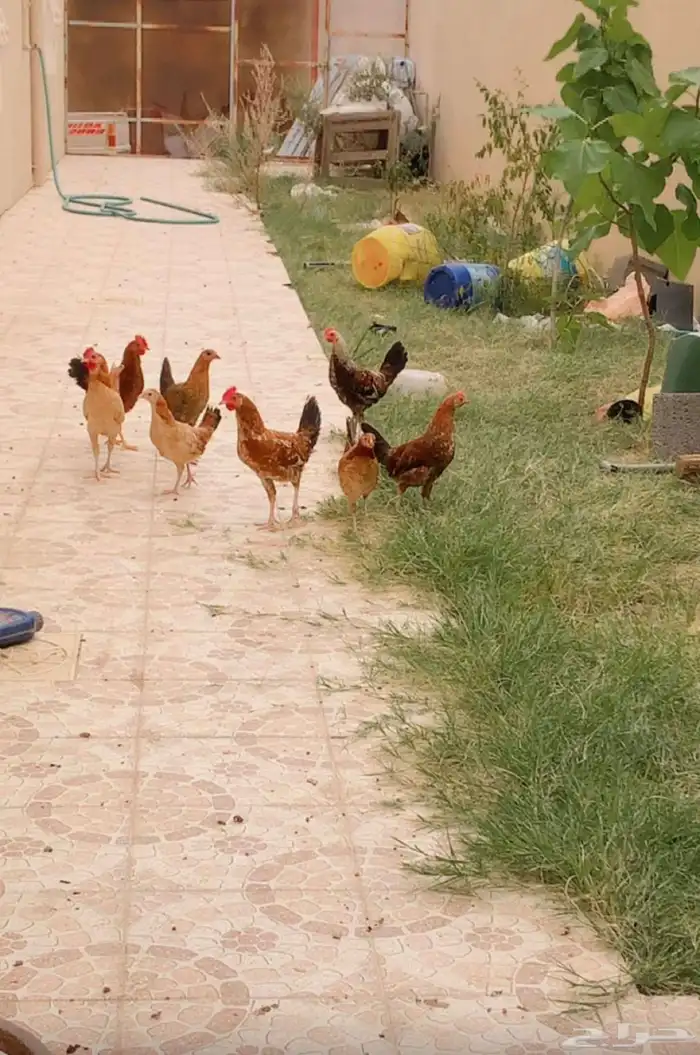 فروخ دجاج بلدي للبيع 0
