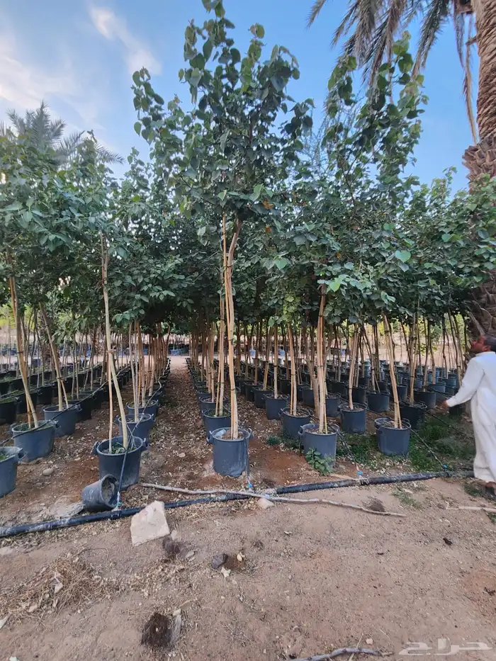 اشجار زينة .أشجار ظل . بنسيانا . لسان العصفور .أكاسيا .لبخ 17