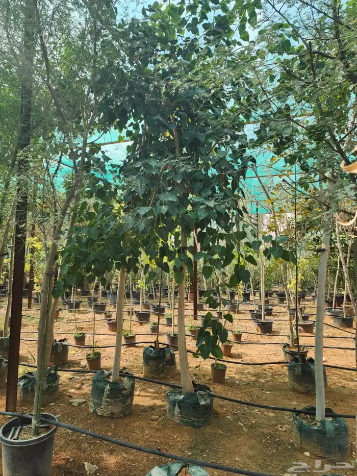 اشجار زينة .أشجار ظل . بنسيانا . لسان العصفور .أكاسيا .لبخ 5