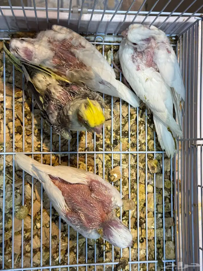 فروخ كروان   فروخ روز 2