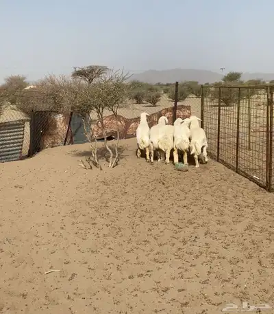 خرفان ورخال ضحايا تم البيع 0