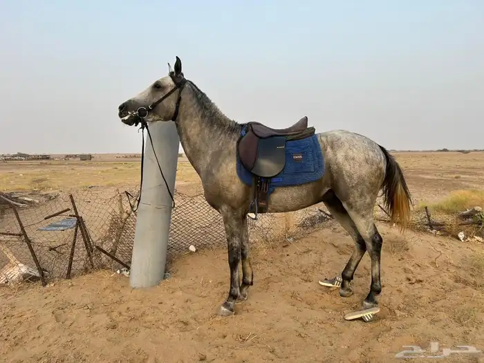 حصان شعبي بطل بطل 1